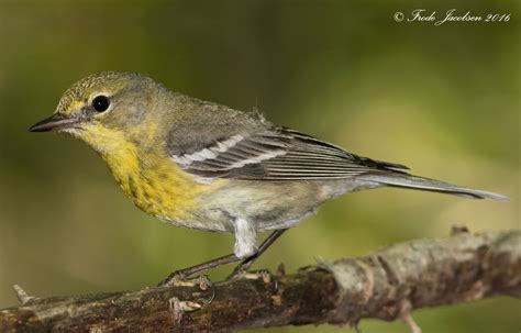 Pine Warbler (Setophaga pinus) | National wildlife refuge, Birds, Wildlife