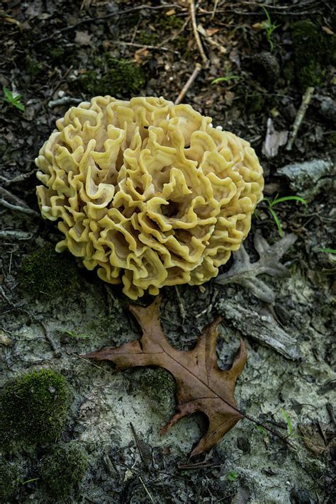 Brain or Cauliflower Fungus Photograph by Douglas Barnett - Pixels