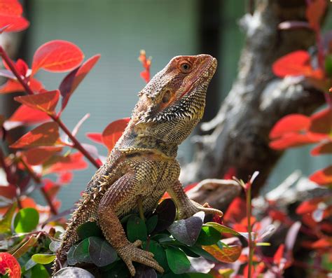 9 Safe Plants for Bearded Dragon Habitats | Reptile Advisor