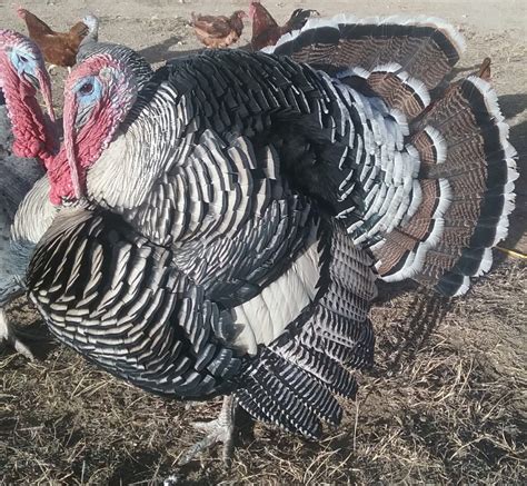 About Narragansett Turkeys: An Older And Showier Turkey Variety