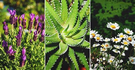 Ease Your Aches with These 14 Plants That Relieve Pain