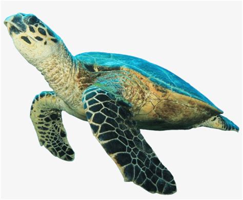 Download Animals - Sea Turtle No Background - HD Transparent PNG - NicePNG.com