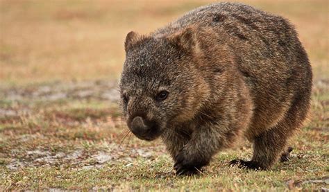 Wombat - Facts, Diet & Habitat Information