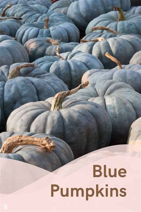 Blue pumpkins: A guide to 20+ varieties with blue-color peels | Blue pumpkins, Pumpkin ...