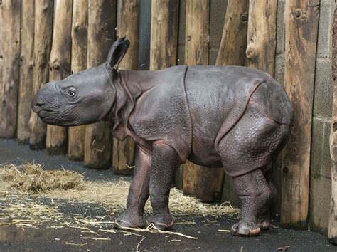 West Midland Safari Park announces historic birth of baby Indian rhino ...