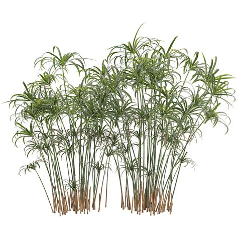 Cyperus Sedge