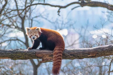 Nace un panda rojo como un proyecto que busca erradicar su extinción