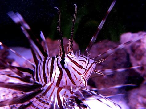 Keeping Lionfish in the Home Aquarium | RateMyFishTank.com