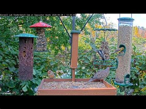 Cornell FeederWatch Cam | Cornell Lab Bird Cams Cornell Lab Bird Cams