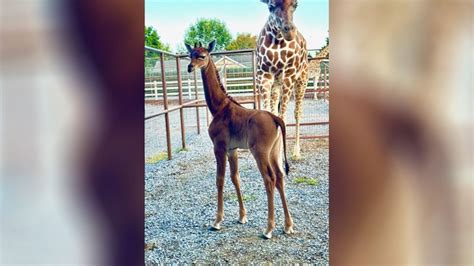 Rare giraffe born without spots gets 'unique' name - Good Morning America