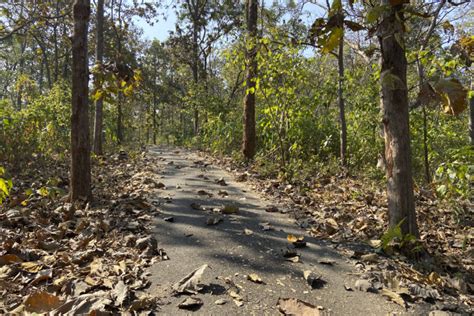 Bird festival puts spotlight on the biodiversity of Gujarat's Dang forests