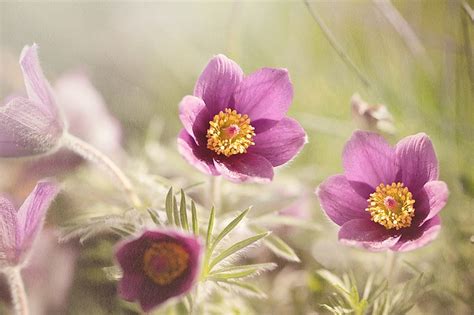 Pulsatilla nigricans: An Anti-Anxiety Herb