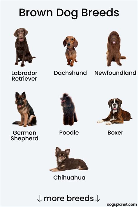 15 Brown Dog Breeds (With Pictures!) - DogsPlanet.com