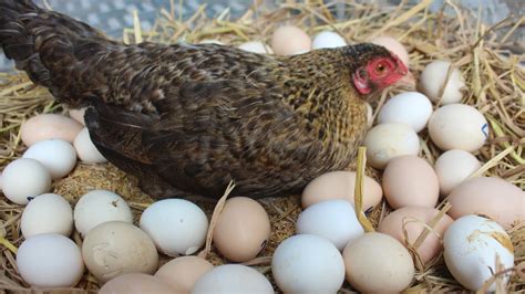 Hen Harvesting Eggs to Chicks | Country Eggs to New "BORN" Murgi Birds ...