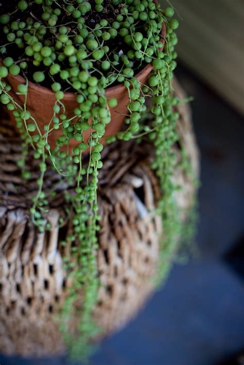 Propagation String of Pearls (Senecio Rowleyanus)