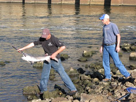 snagging season – Damming the Osage