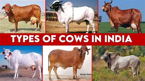 Kerala Cow Breeds