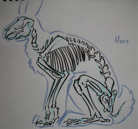 Hare skeleton by TheLionHearted on DeviantArt