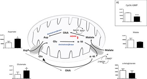 Intermediates of Malate-Aspartate Shuttle. Variation in the levels of... | Download Scientific ...