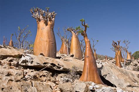 Socotra Island in Yemen - The most unreal landscapes on earth