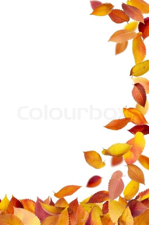 Cartoon Fall Leaves Border