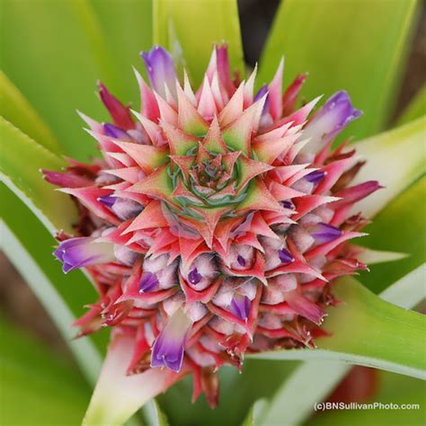 B N Sullivan Photography: Pineapple Flower