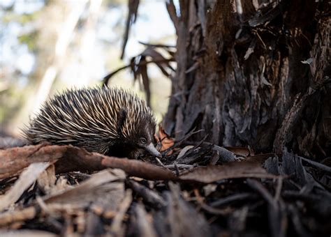 Echidna – Jigsaw Gallery