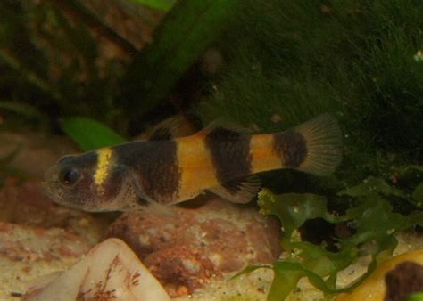 Bumblebee Goby: 3 Must-Have Tank Conditions Explained