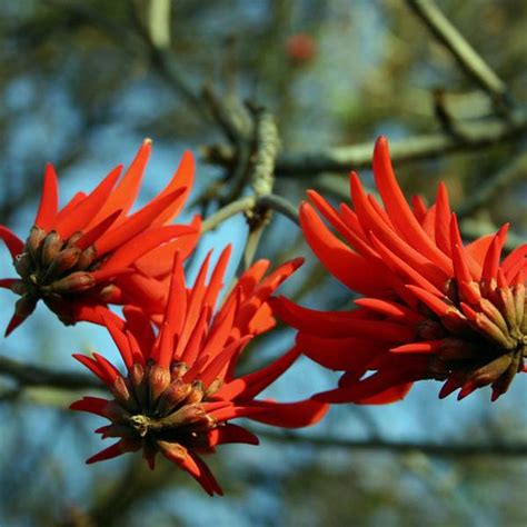 Buy, ERYTHRINA lysistemon, Lucky Bean Tree, seed | Australian Seed