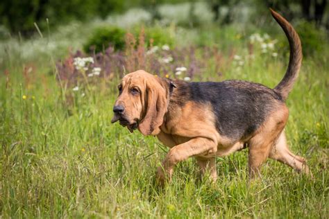 The Complete Guide To 3 Bloodhound Colors