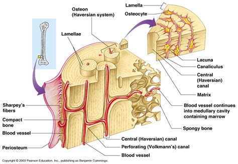 Anatomy - The Skeletal System