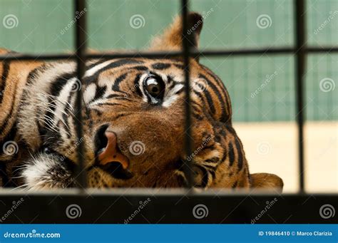 Powerless tiger stock photo. Image of feline, zoological - 19846410