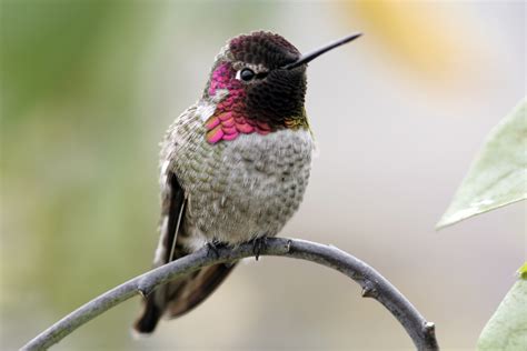 27 Common Hummingbird Species & Types - Hummingbirds Plus