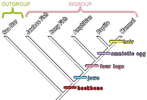 synapomorphy vs symplesiomorphy - Google-søgning | Evolution, Sea star, Amphibians