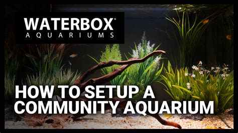 How to setup a community freshwater aquarium