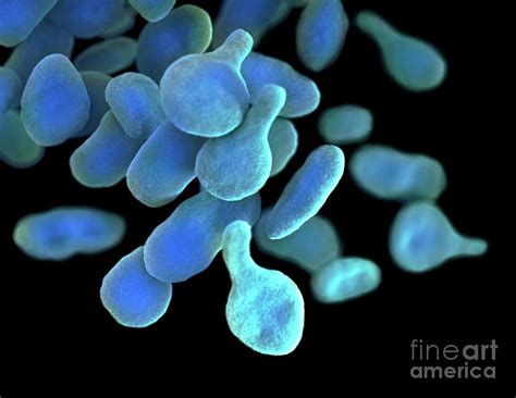 Mycoplasma Genitalium Bacteria Photograph by Jennifer Oosthuizen/science Photo Library - Fine ...