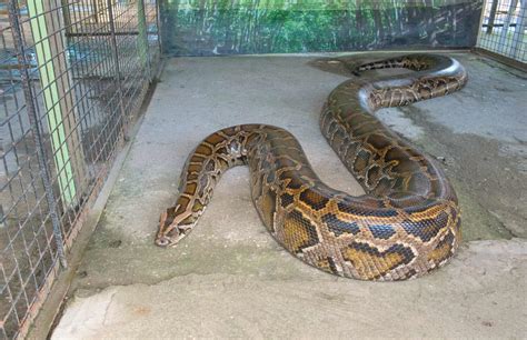 See the 170+ Pound Python a Woman Accidentally Caught While Fishing - A-Z Animals