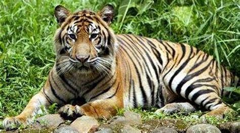 Sumatran tiger population recovering: study | World News - The Indian Express