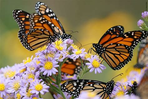 Central Park Butterfly Garden - Urban Hawks