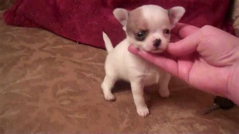 Chihuahua Applehead Puppies