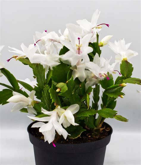 4″ Pot- White Christmas Cactus Plant – Zygocactus – Hannah Gardens