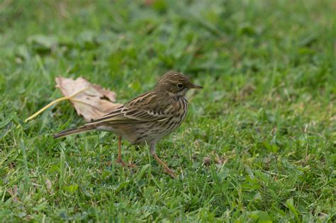 Meadow Pipit | BirdForum