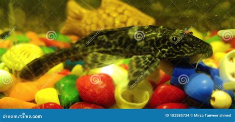 Aquarium, Crocodilefish Crocodile Fish Beautiful Stock Photo - Image of ...