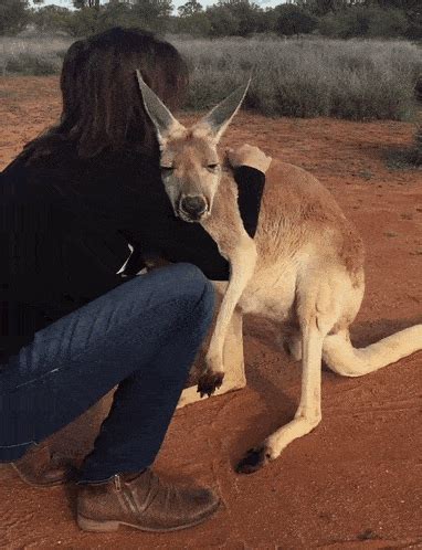 See This Kangaroo Hug The Woman Who Rescued Her!