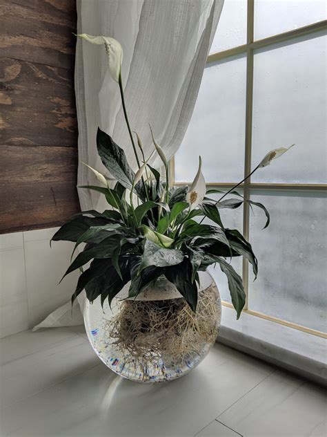 9 Amazing Indoor Plants That Grow In Water