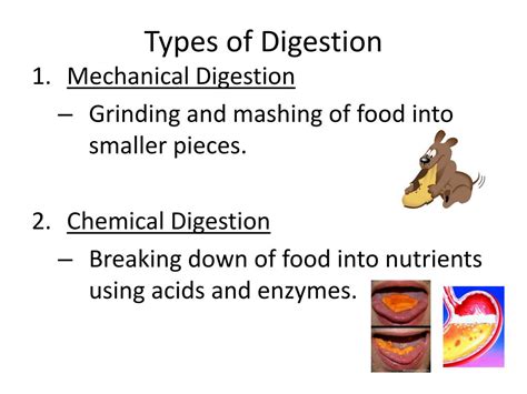 PPT - Digestion in the Mouth PowerPoint Presentation, free download - ID:2193431