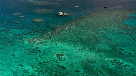 Great Barrier Reef shark attack: Man, 23, dies in hospital after life-threatening injuries to ...