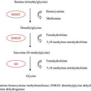 Glycine synthesis from glucose | Download Scientific Diagram