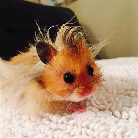 Cute Overload | Cute hamsters, Baby hamster, Cute baby animals