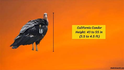 California Condor Size: How Big Are They Compared To Other?